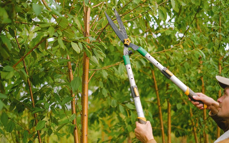 Tree trimming in Huntsville, IL