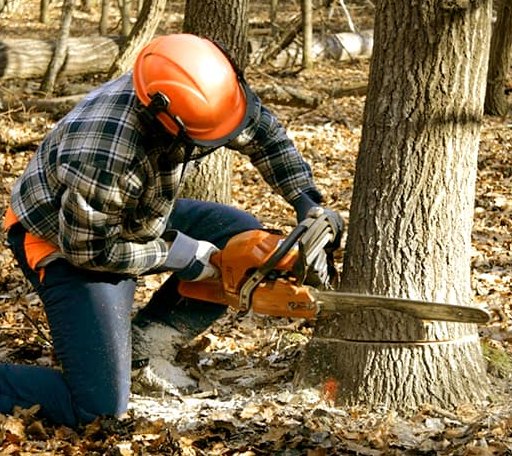 Tree Removal in Huntsville, IL